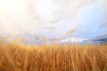 Obraz premium grain harvest background crisis farming