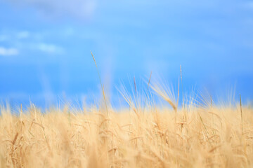 Fototapeta premium grain harvest background crisis farming