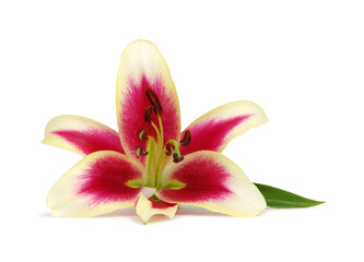 Fototapeta na wymiar lily flower isolated on white