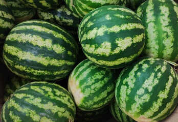 A lot of fresh watermelons lie on the counter of the market. Open shelves, showcases. Healthy organic food