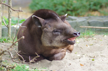 a tapir lying on sand