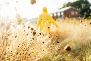 Dry grass with dew on meadow after rain in sunset sunlight with back view enjoing walking woman in yellow raincoat on the background. Nature in autumn. Soft selective focus, copy space.