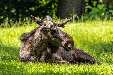 European Moose, Alces alces, also known as the elk