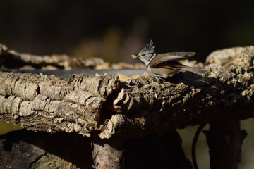 Aves, p&aacute;jaros