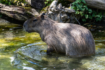 European Moose, Alces alces, also known as the elk