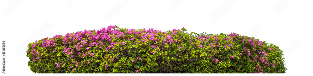 Leinwandbilder Shrubs isolated on transparent background with clipping path and alpha channel