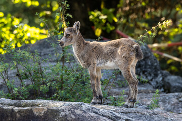 Naklejka na ściany i meble Male mountain ibex or capra ibex on a rock living in the European alps