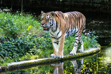 The Siberian tiger,Panthera tigris altaica in a park