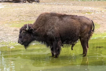 Gordijnen American buffalo known as bison, Bos bison in a german park © rudiernst