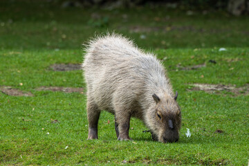 Capybara, Hydrochoerus hydrochaeris grazing on fresh green grass