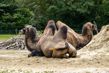 Bactrian camel, Camelus bactrianus in a german park