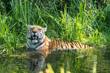 The Siberian tiger,Panthera tigris altaica in a park