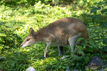 The agile wallaby, Macropus agilis also known as the sandy wallaby