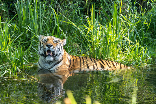 The Siberian tiger,Panthera tigris altaica in a park