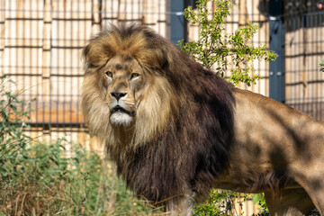 The lion, Panthera leo is one of the four big cats in the genus Panthera