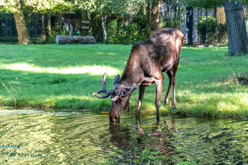 European Moose, Alces alces, also known as the elk