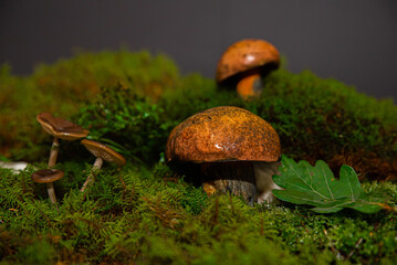 Mushrooms