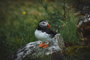 atlantic puffin or common puffin