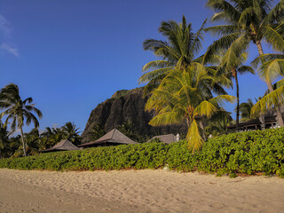 trees on the beach