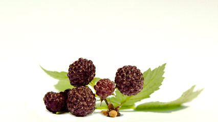 Blackberry on a white background