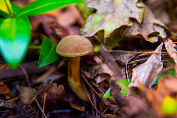 mushroom in the forest