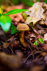 mushroom in the forest