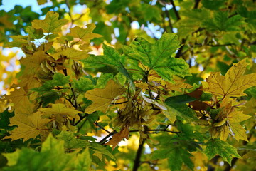 autumn yellow and green foliage on trees maple on background of blue sky with white clouds at sunny day. bottom view. Selective soft focus