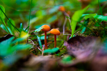 Mushrooms in the forest