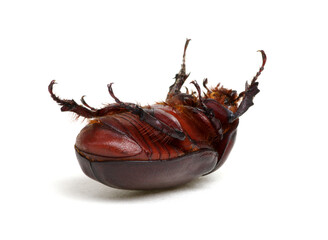 Beetle isolated on white