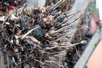 Damaged and rotten palm fruit causes farmers to fail to harvest, and causes the selling price of cooking oil to rise