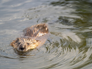 Muskrat, Ondatra zibethicuseats swiming at the surface of the lake water.