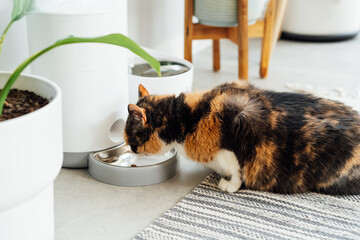 Close up multicolor cat eating from automatic smart feeder in cozy home interior. Home life with a...