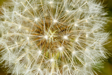 Taraxacum Officinale, the dandelion or common dandelion. Close-up and macro photo.