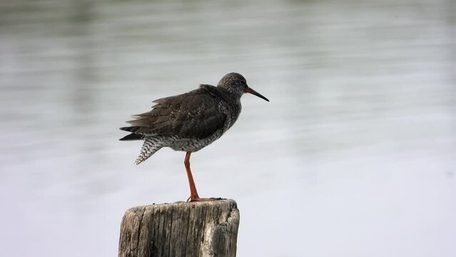 Rotschenkel&nbsp;(Tringa totanus)