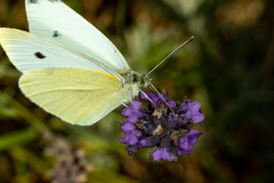 Pieris Brassicae, the large white, also called cabbage butterfly sitting on a lavender flower. Close-up photo.