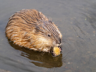 Wild animal Muskrat, Ondatra zibethicuseats, eats on the river bank