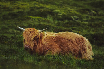 scottish highland cow