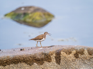 Common sandpiper, Actitis hypoleucos, resting lake shore under raindrops.