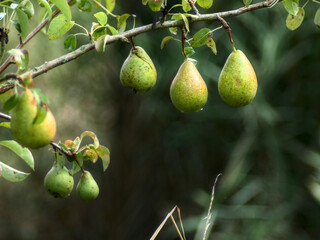 slightly blurred pears hanging on their branch. Natural green blurred background