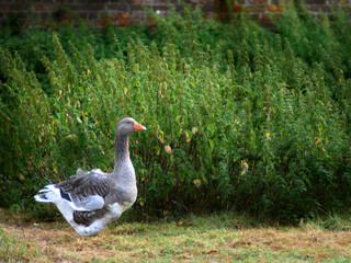 observable defects of a vintage lens : average sharpness and chromatic aberration. example on a goose in a pasture.