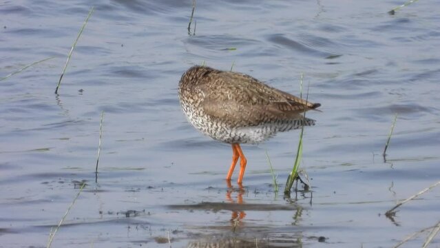Rotschenkel&nbsp;(Tringa totanus)