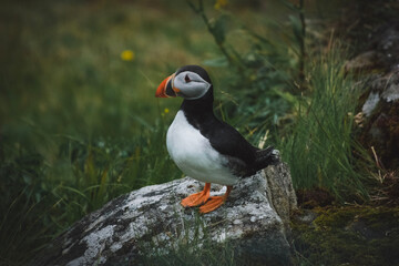atlantic puffin or common puffin