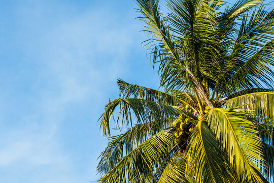 Palm tree against blue sky and clouds background. Coconut tree leaves image in tropical climate.