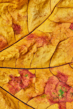 Autumn leaf veins close-up