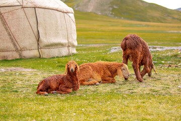 Goats and sheep graze on the green meadow. Pasture with fresh grass in spring, cattle walking. Animal husbandry and agriculture. A herd of animals at the yurt of the village.