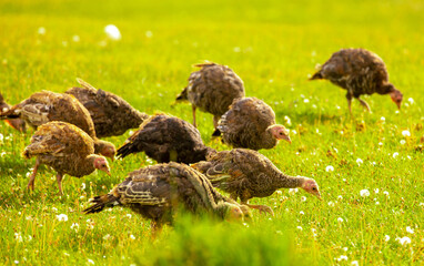 Turkeys walk on the grass in a green meadow in a pasture. Animal husbandry and agriculture in the mountains.