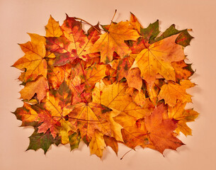 Naklejka na ściany i meble Autumn leaves pile