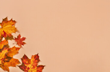 Naklejka na ściany i meble Dry autumn leaves