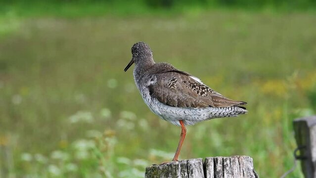 Rotschenkel&nbsp;(Tringa totanus)