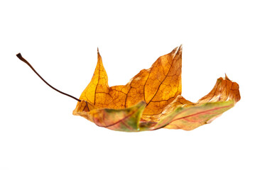 Falling dry leaf